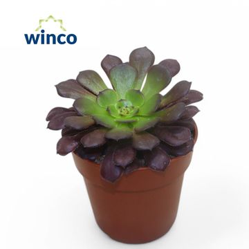 Aeonium arboreum 'Velours'