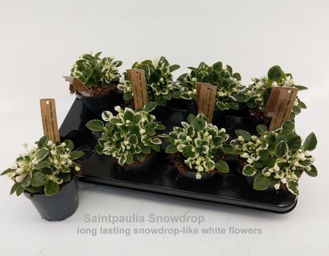 Saintpaulia SNOWDROP