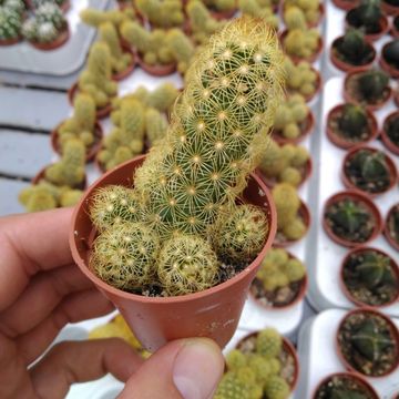 Mammillaria elongata