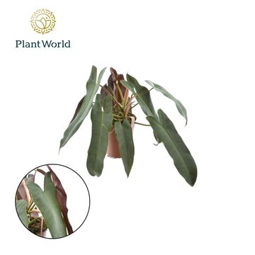 Philodendron atabapoense SILVER