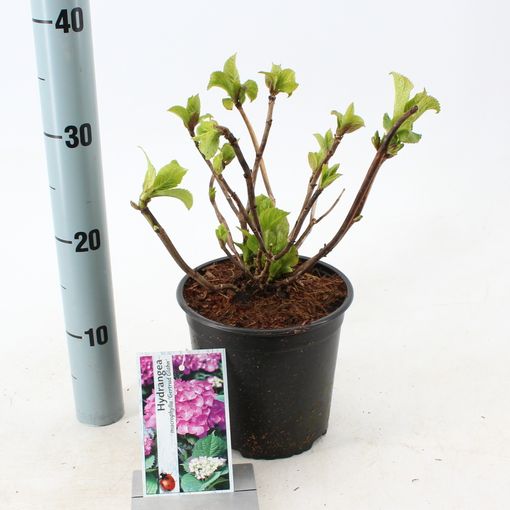 Hydrangea macrophylla 'Gertrud Glahn' (About Plants Zundert BV)