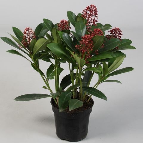 Skimmia japonica 'Rubella'