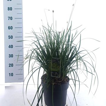 Sesleria heufleriana