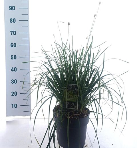 Sesleria heufleriana