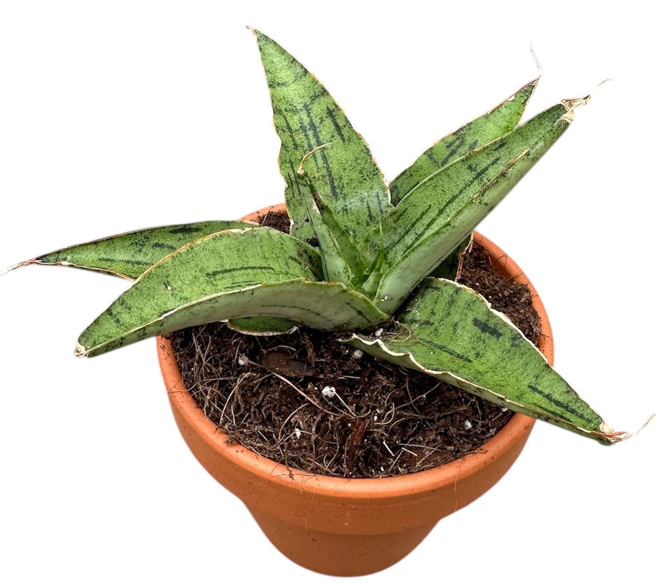 Sansevieria 'Snowflake' — Растения Оптовая FlorAccess
