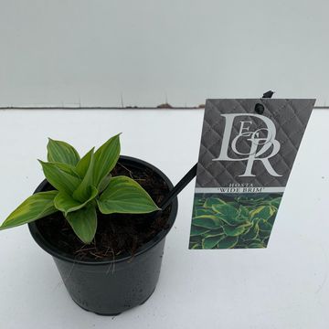 Hosta 'Wide Brim'