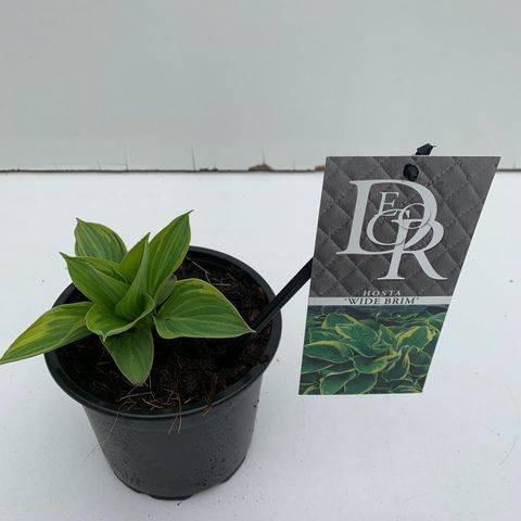 Hosta 'Wide Brim'