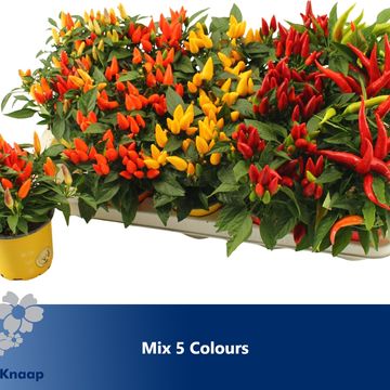 Capsicum annuum SALSA MIX