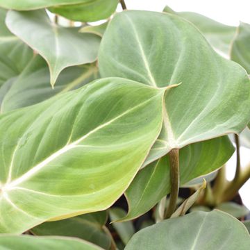 Filodendro gloriosum