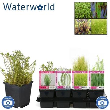 Aquatic plants MIX