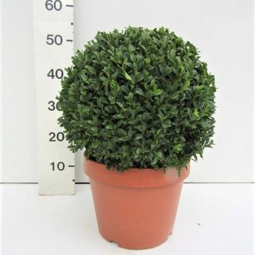 Buxus sempervirens