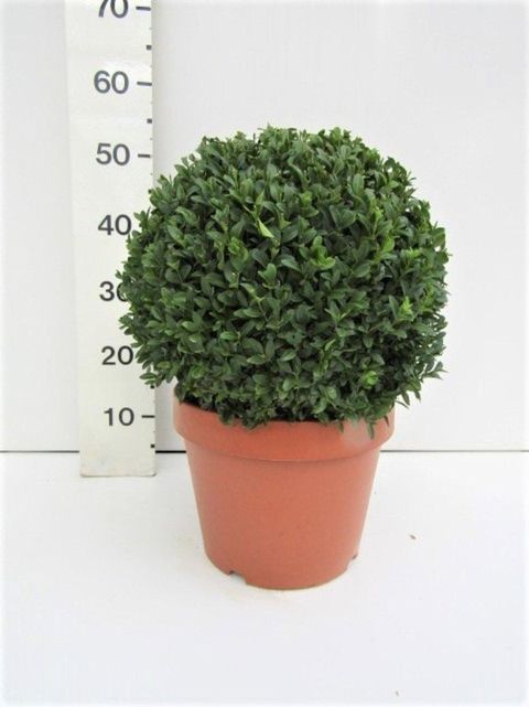 Buxus sempervirens
