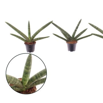 Sansevieria cylindrica 'Скайлайн'