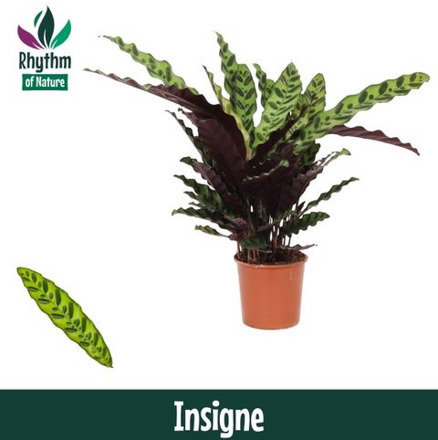 Calathea lancifolia 'Insigne'