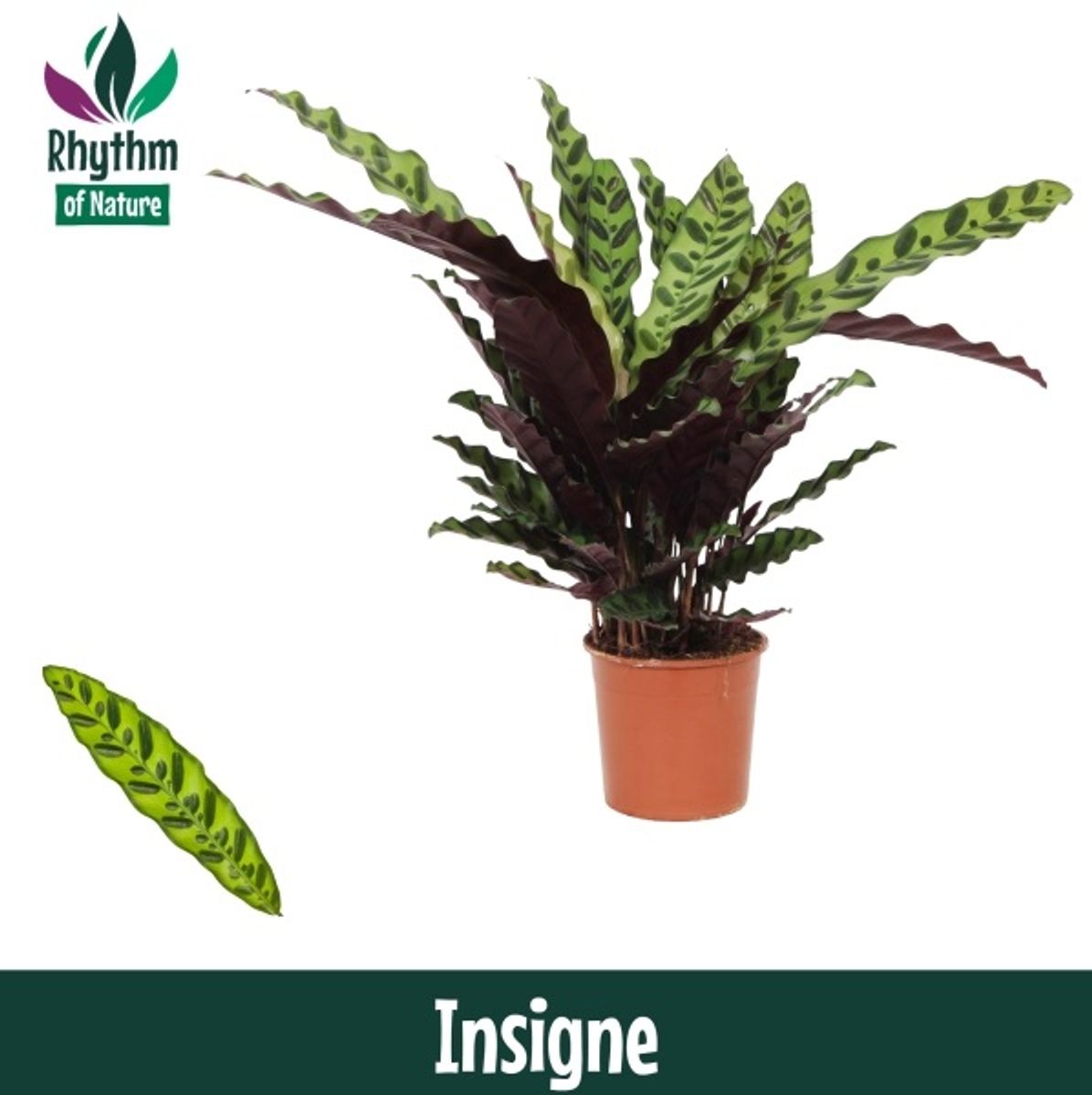 Calathea lancifolia 'Insigne'  Pflanzengrohandel FlorAccess