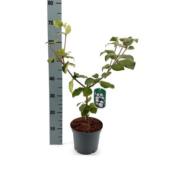 Viburnum carlesii