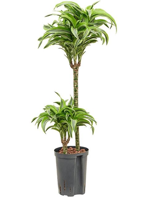 Dracaena fragrans 'Lemon Surprise'