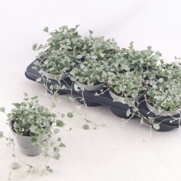 Dichondra argentea 'Silver Falls'