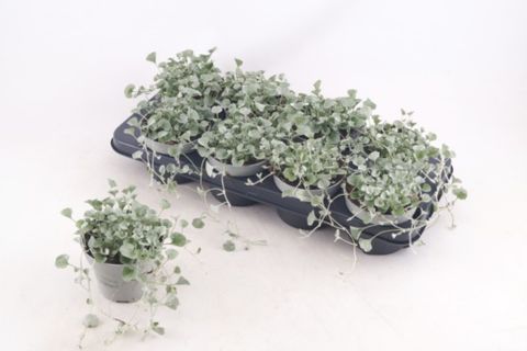 Dichondra argentea 'Silver Falls'