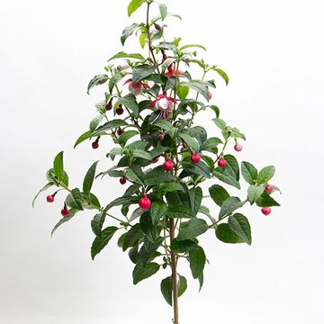 Cobaea scandens