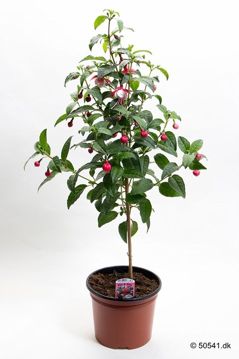 Cobaea scandens