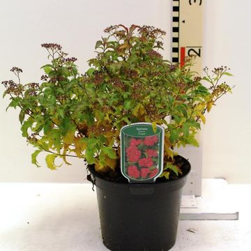 Spiraea japonica 'Crispa'