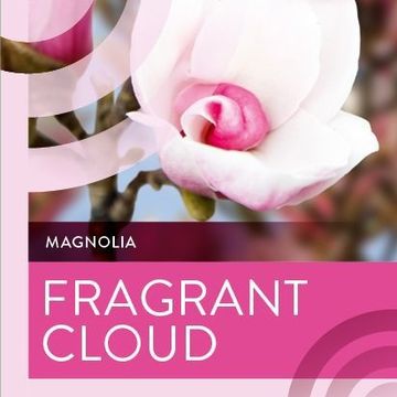 Magnolia denudata FRAGRANT CLOUD