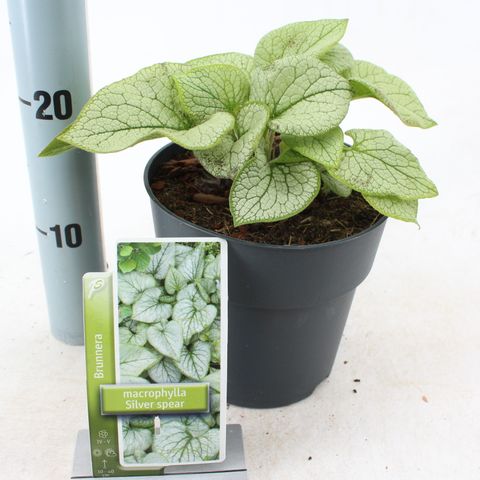 Brunnera macrophylla 'Silver Spear'