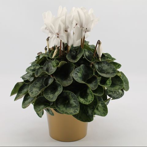 Cyclamen persicum SUPER SERIE S MAMMOTH WHITE