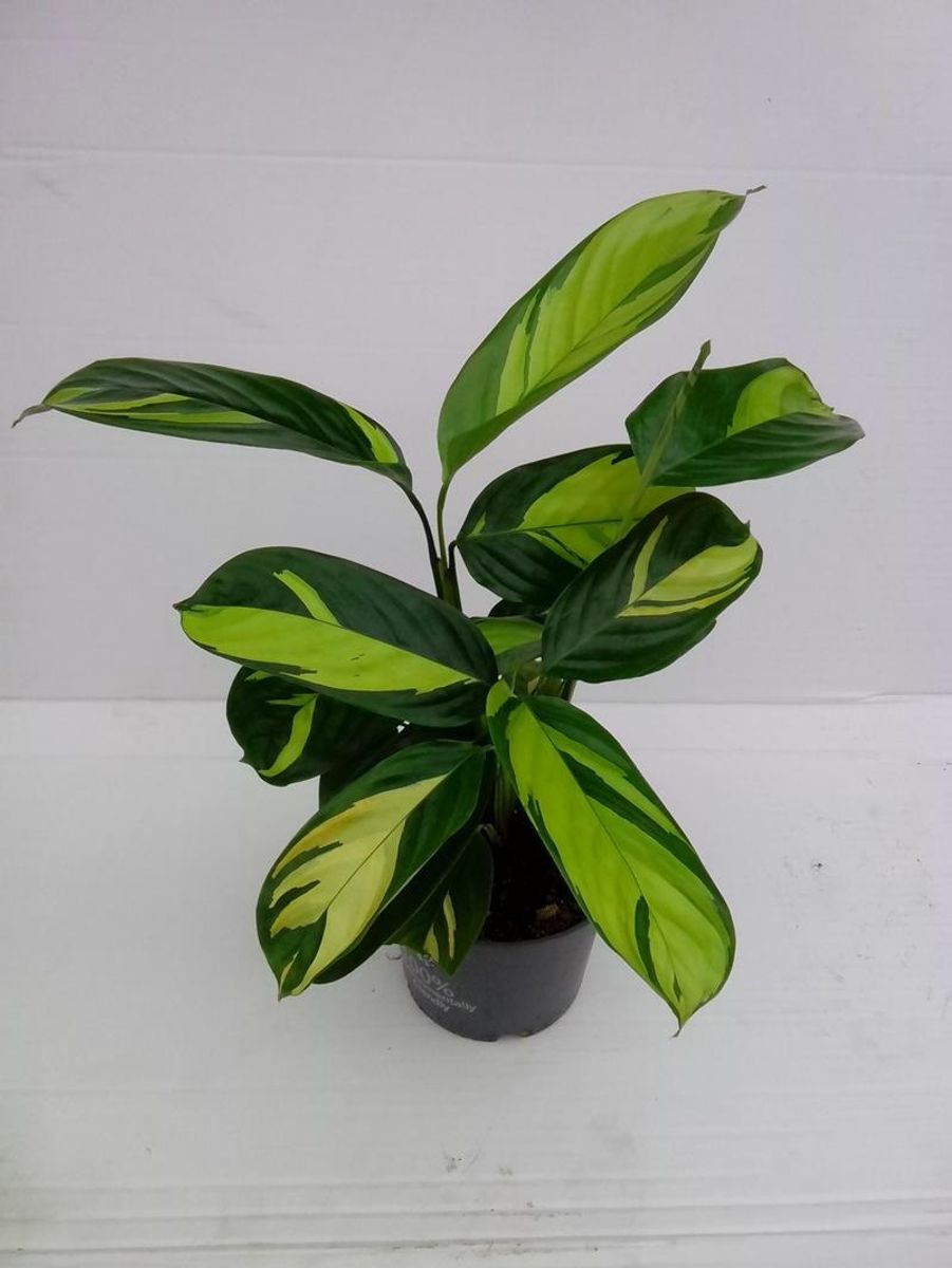 Ctenanthe lubbersiana 'Golden Mosaic' — Plant Wholesale FlorAccess