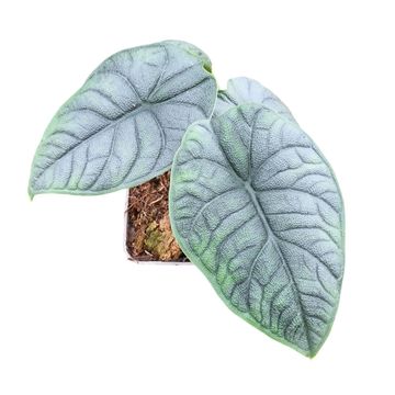 Alocasia melo