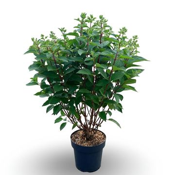Hydrangea paniculata PINKY WINKY