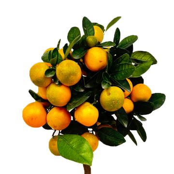 x Citrofortunella microcarpa