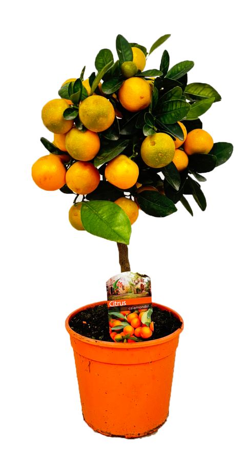 x Citrofortunella microcarpa