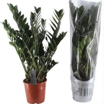 Zamioculcas zamiifolia SUPER NOVA
