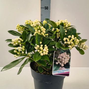 Skimmia japonica O'BERRIES WHITE