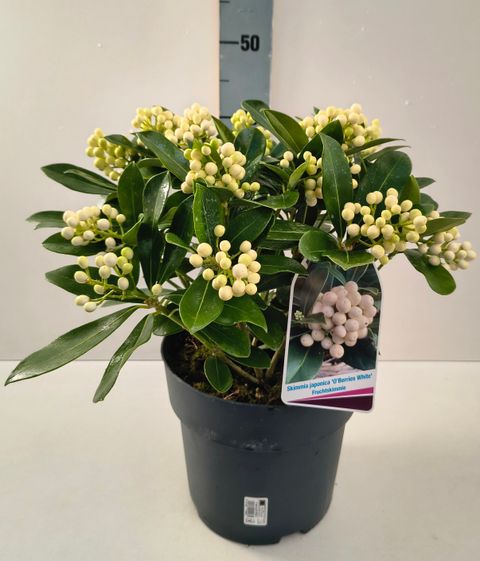 Skimmia japonica O'BERRIES WHITE
