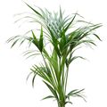 Howea forsteriana