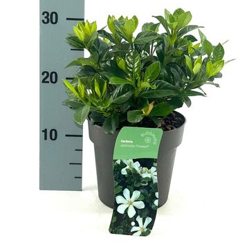Gardenia jasminoides PINWHEEL