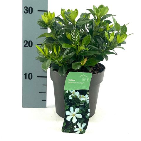Gardenia jasminoides PINWHEEL
