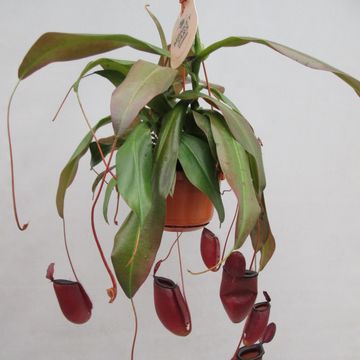 Nepenthes 'Dark Secret'