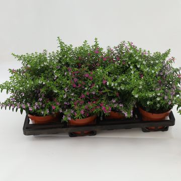Cuphea hyssopifolia MIX IN POT
