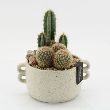 Arrangement Cactus Essentials