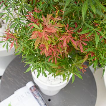 Acer palmatum 'Jerre Schwartz'