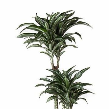 Dracaena fragrans 'Jade Jewel'