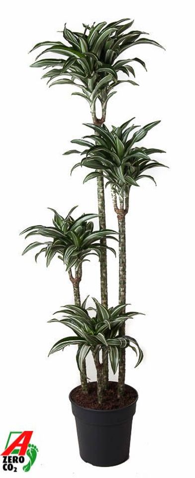 Dracaena fragrans 'Jade Jewel'
