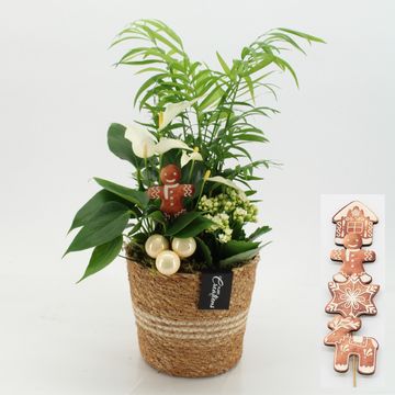 Arrangement Christmas