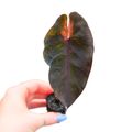 Colocasia 'Hybrid Black Mambo'