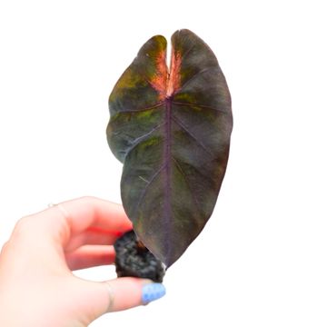 Colocasia 'Hybrid Black Mambo'