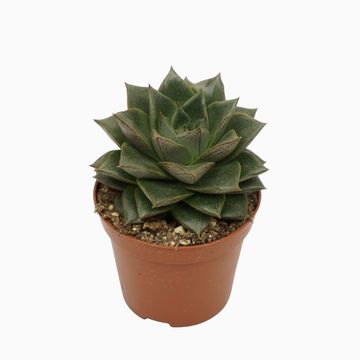 Echeveria purpusorum